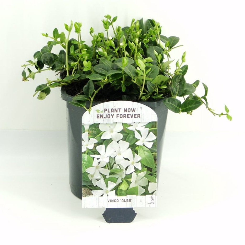 Vintergröna – Vinca minor 'Alba' - C2